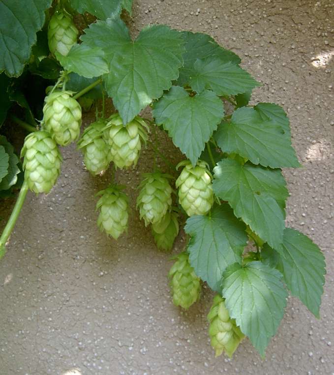 Hopfendolden